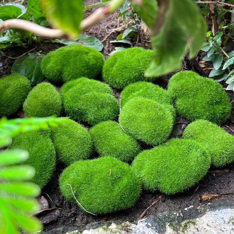 5/30 pièces de pierres de mous - Sphagnum Moss Dry avis et prix