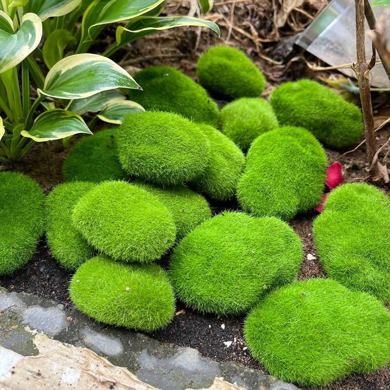 5/30 pièces de pierres de mous - Sphagnum Moss Dry avis et prix