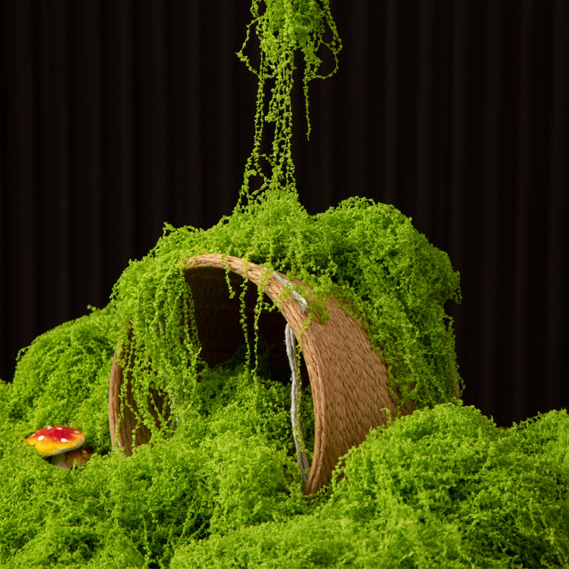 200g de mousse éternelle pour  - Sphagnum Moss Dry avis et prix