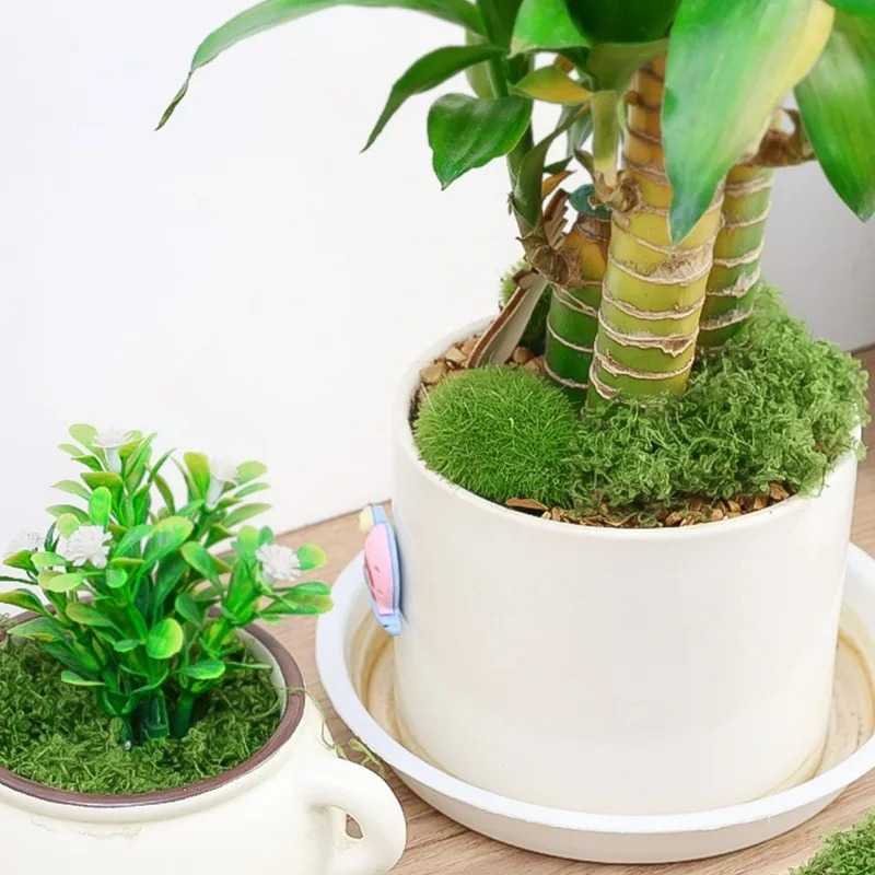 Mousse artificielle réaliste 3 - Sphagnum Moss Dry avis et prix