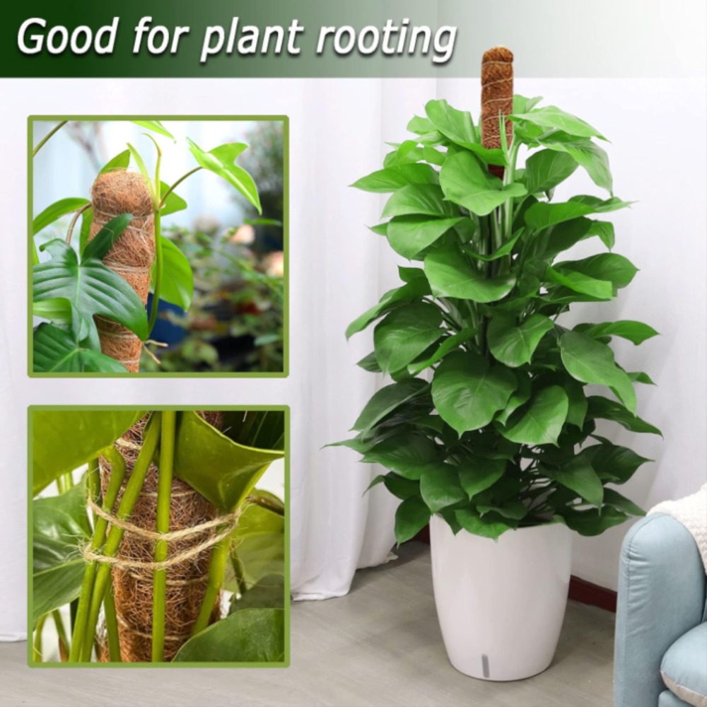 Support d'escalade pour plante - Sphagnum Moss Dry avis et prix