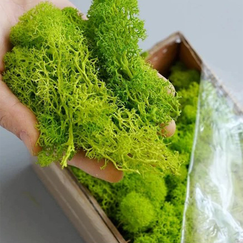 Mousse Éternelle 100/200/500g  - Sphagnum Moss Dry avis et prix