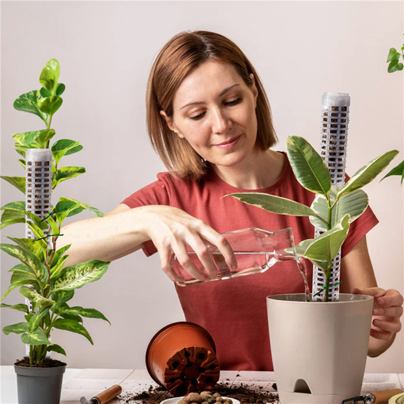 Colonne de support pour plante - Sphagnum Moss Dry avis et prix